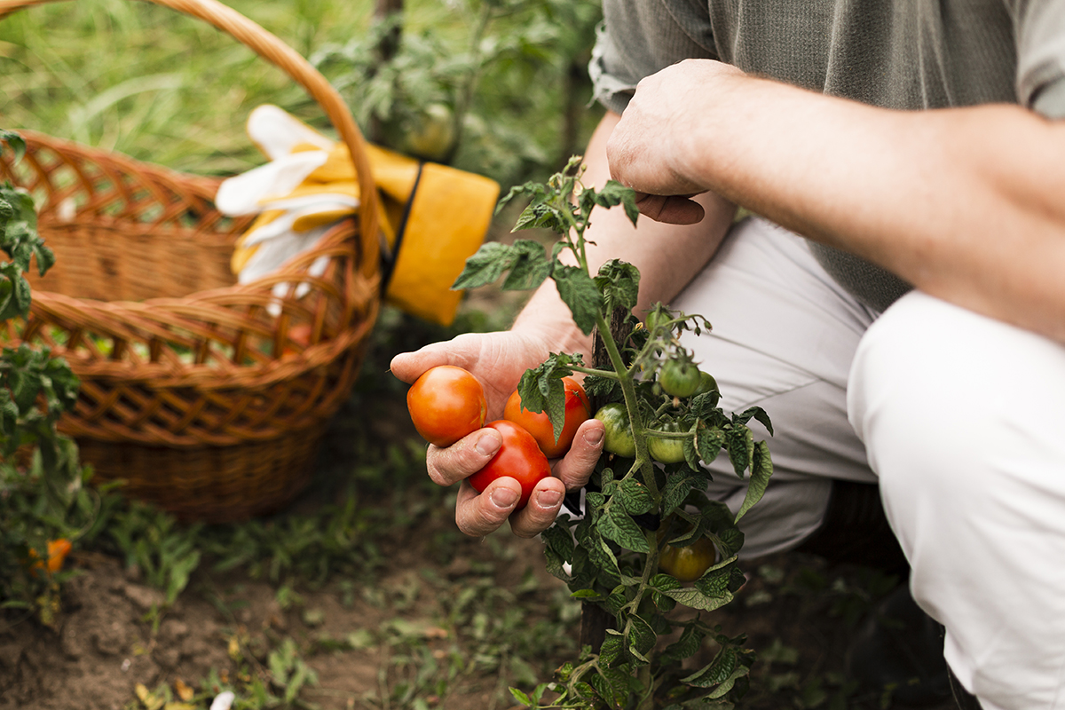 Lan eskaintza: Elikadura dinamizatzailea